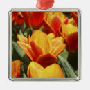 Recherche de tulipe hollande ornements Parc