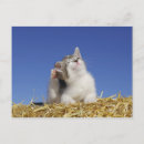 Recherche de chat domestique cartes postales Jour