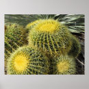 Recherche de cactus posters Désert