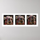 Recherche de expression du visage posters Animal