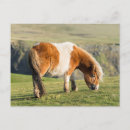 Recherche de poneys shetland cartes postales Banque