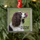 Recherche de springer spaniel Chien de chasse