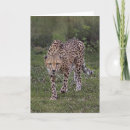 Recherche de africaine vœux cartes Guépard