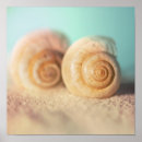Recherche de nautilus posters Coquillage