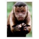 Recherche de capucine cartes postales Regarder la caméra