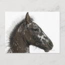 Recherche de appaloosa cartes postales Animal