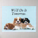 Recherche de cavalier king charles spaniel posters Chiot