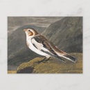 Recherche de john james audubon cartes postales Vintage