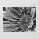Recherche de roses blanches cartes postales Plante