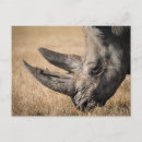 Recherche de rhinocéros cartes postales Éléphant