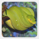 Recherche de serpent vert autocollants Python