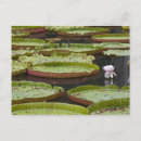 Recherche de pamplemousse cartes postales Voyage