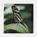 Recherche de papillon blanc magnets Ailes