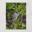 Recherche de héron cartes postales Tropical
