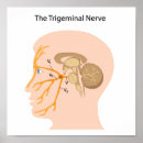 Recherche de nerf posters Cerveau