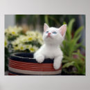 Recherche de chaton blanc posters Animaux de bébé