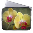 Recherche de papillon tropical coques Plante