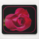 Recherche de bourgeon de rose rouge Beau