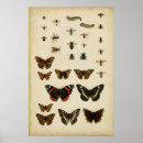 Recherche de chenille posters Insectes
