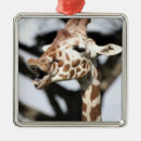Recherche de girafe drôle ornements Faune