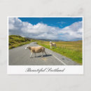 Recherche de écosse cartes postales Mouton