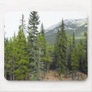 Recherche de conifères tapis souris Nature