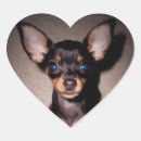 Recherche de mini pinscher autocollants Broche principale