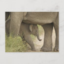 Recherche de bébé indien posters Prairie