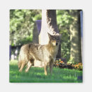 Recherche de prédateur magnets Animal sauvage