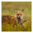 Recherche de renard rouge posters Renards