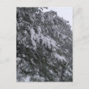 Recherche de neige couverte cartes postales Pins