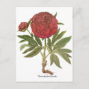 Recherche de fleurs de pivoine cartes postales Vintage