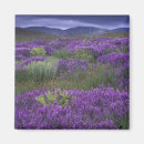 Recherche de cappadoce magnets Paysage
