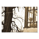 Recherche de vieil arbre posters Vieux
