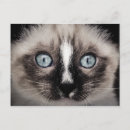 Recherche de chat bleu cartes postales Animal bébé