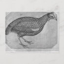 Recherche de fowl cartes postales Pintade