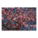 Recherche de cherry blossom posters Floral