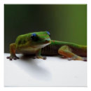 Recherche de geckos posters Faune