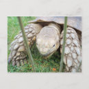 Recherche de tortues cartes postales Animal