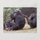 Recherche de singe de bébé cartes postales Faune