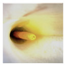 Recherche de calla lilly art Pour tous