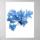 Recherche de algues bleues posters Pour elle