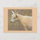 Recherche de photo de chèvre cartes postales Chèvres