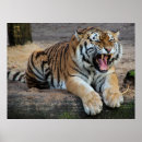 Recherche de felids Chat sauvage