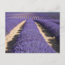 Recherche de valensole cartes postales Agriculture