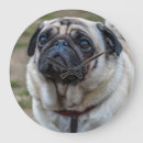 Recherche de carlins horloges Chiens