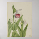 Recherche de cypripedium posters Vintage