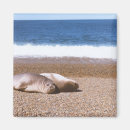 Recherche de otarie magnets Faune