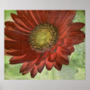 Recherche de gerbera rouge posters Floral