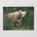 Recherche de bébé animaux cartes postales Famille d'animaux